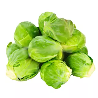 Coles De Brucelas Eurosemillas